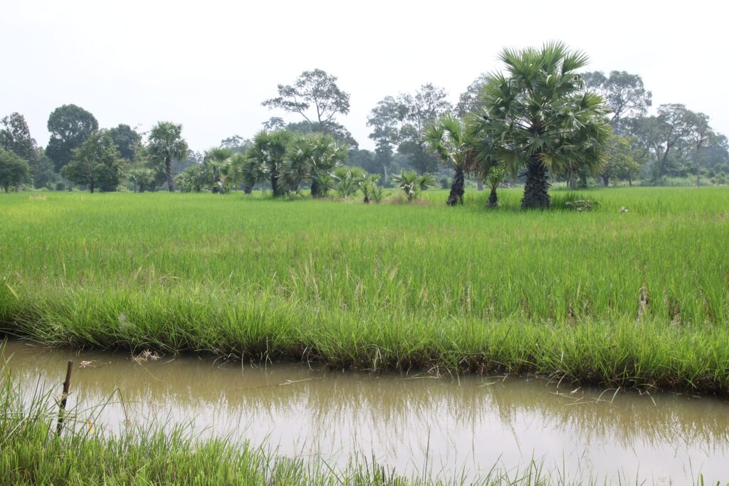 Green rice fields and sugar palms in rural Cambodia during the rainy season