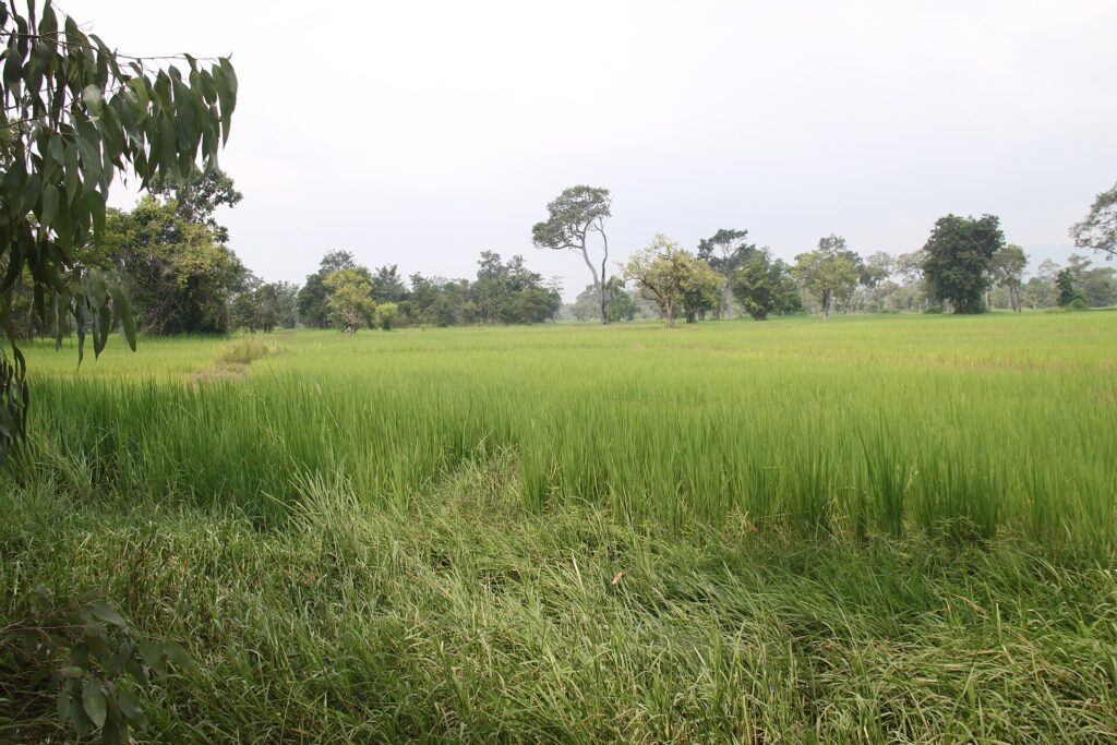 Rice fields in rural Cambodia