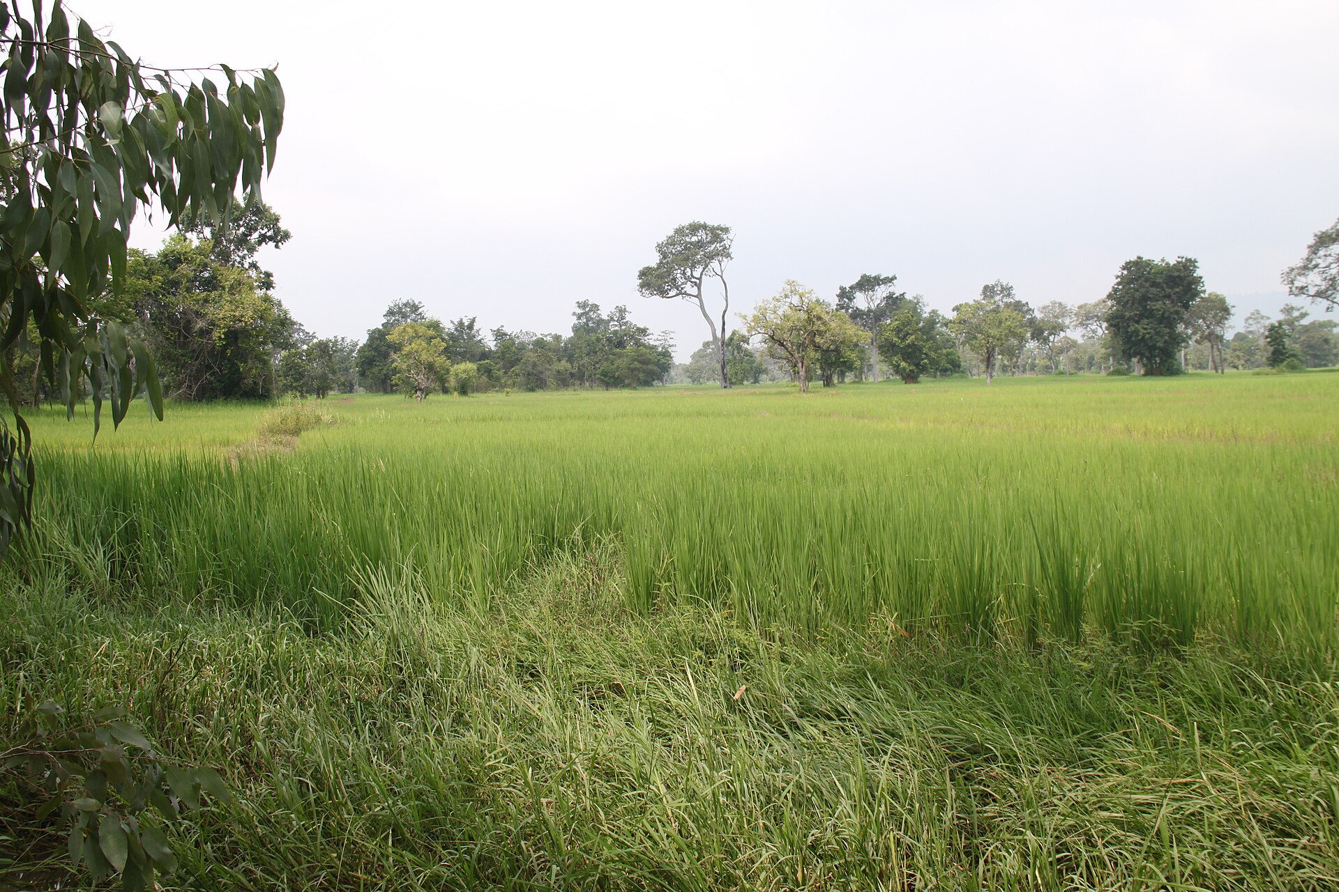 Rice fields in rural Cambodia