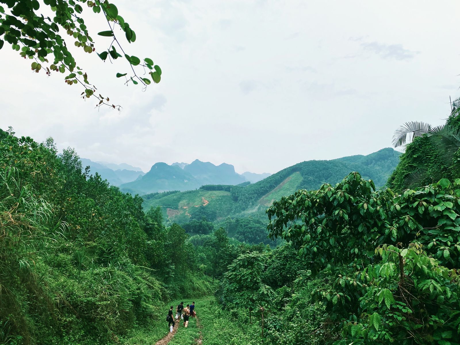 Elephants in forest at a wildlife sanctuary