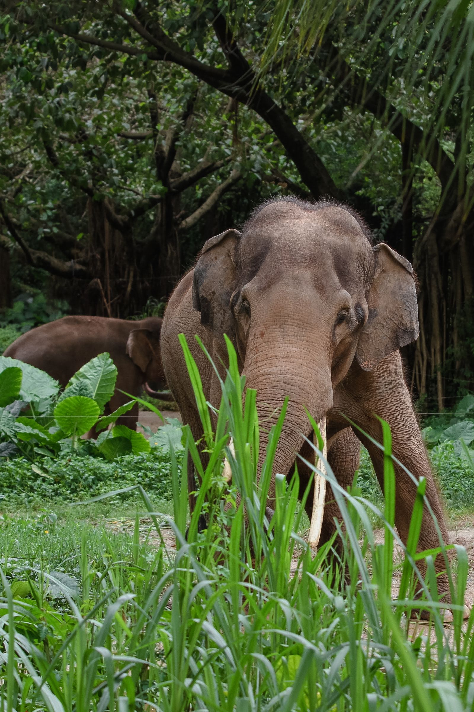 Wildlife experiences in Cambodia — Sanctuaries