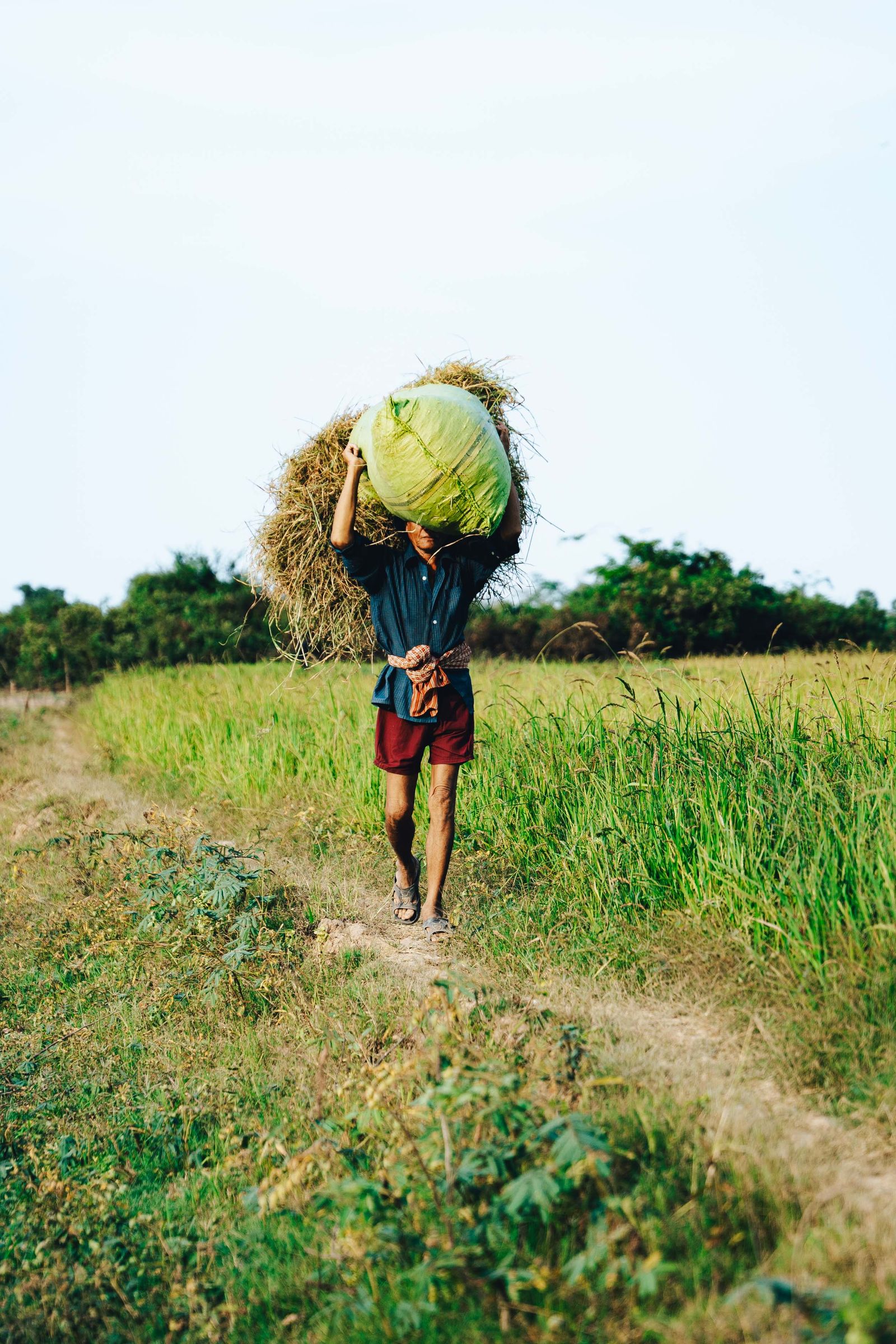 Rural Khmer village houses among palms and rice fields