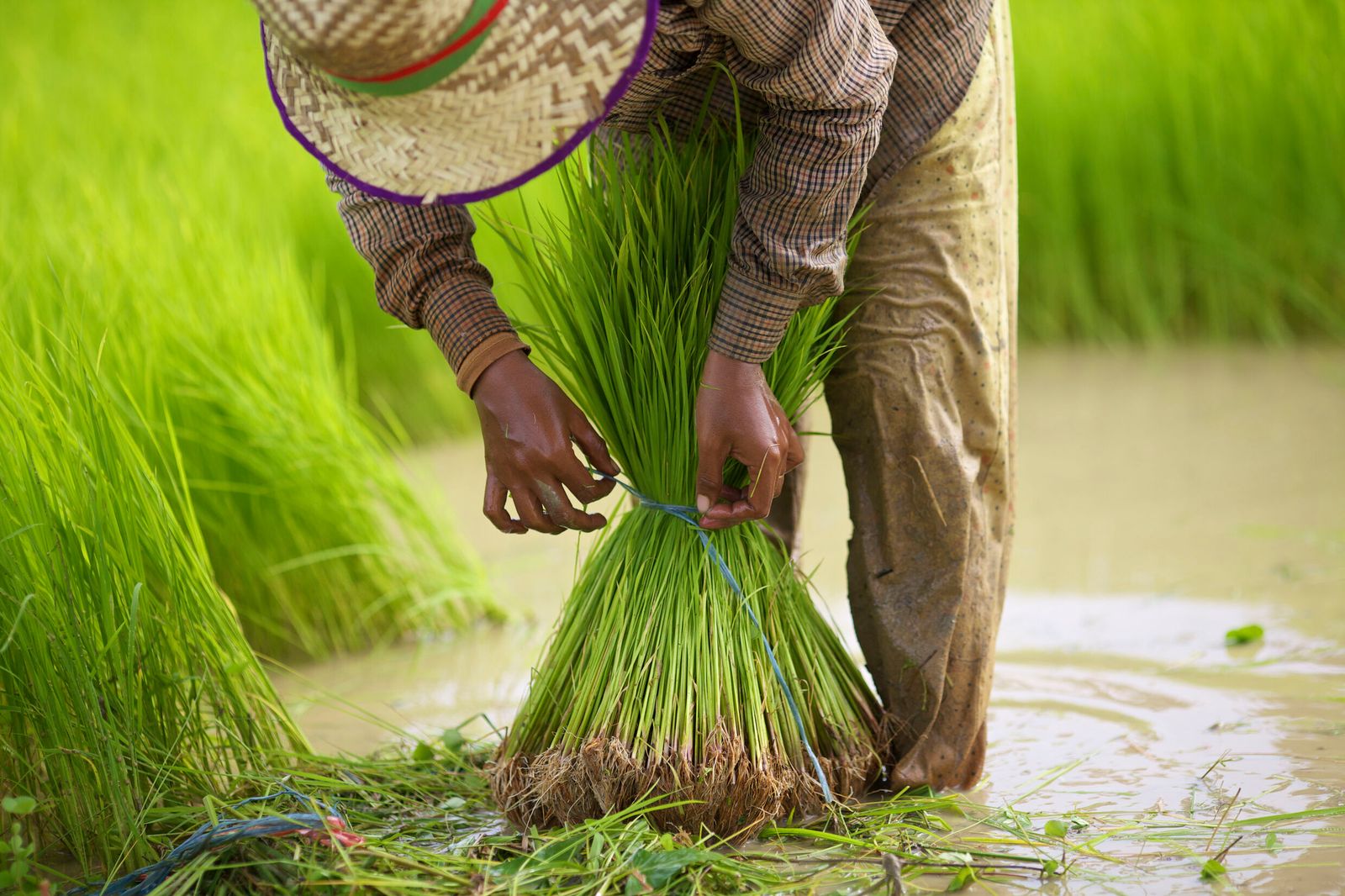 Green rice fields and palms in the Cambodian countryside